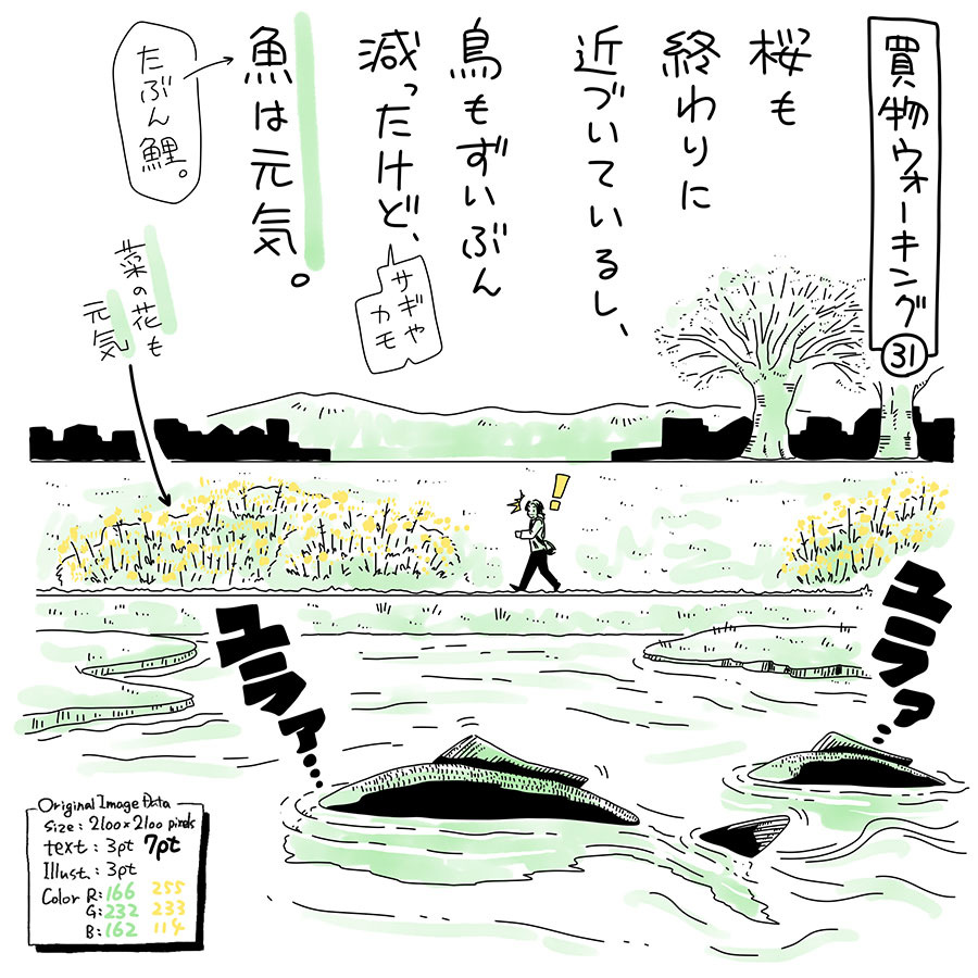 ユアサミズキのイラスト絵日記１コママンガ

余裕で50-60cmはありそうだから
さすがにもう鳥にも狙われないサイズ。
となると、
このまま川のヌシになっていくのかな。

どういう経緯でここにいるのかは謎。

以前から魚影はちらほら見てたけど
今日は浅いところを背中を出しながら
ユラユラ泳いでた。
ぱっと見で6-8匹くらいはいるよ。